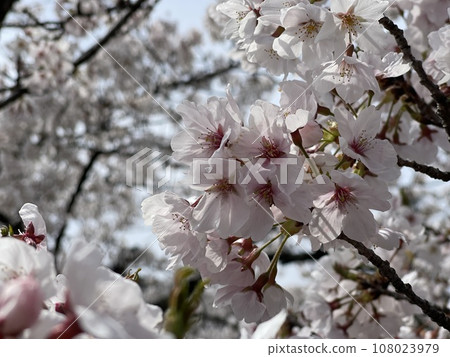櫻花盛開的春天 108023979