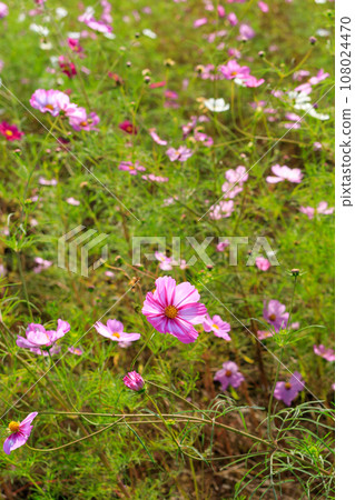 Cosmos 108024470