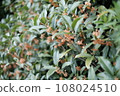 黃色毛butter花 108024510