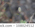 路邊盛開的貓花 108024512