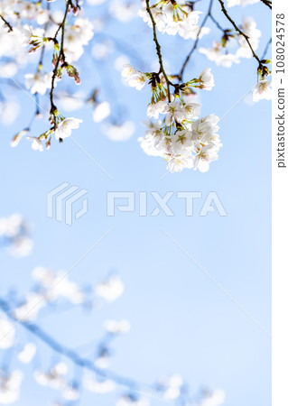 Cherry blossoms against a beautiful spring sky (copy space material) (Tateyama Festival Square) (Kita Ward, Kumamoto City) Cherry blossoms against a beautiful spring sky (copy space material) (Tateyama Festival Square) (Kita Ward, Kumamoto City) 108024578