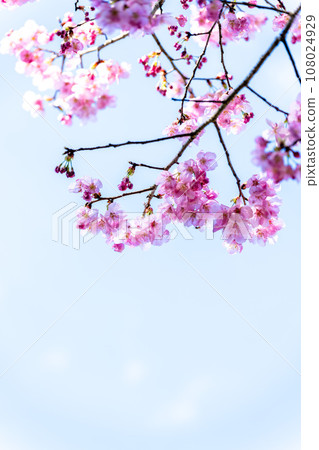 春天的美麗天空下的櫻花（複製空間材料）（立山祭廣場）（熊本市北區） 108024929