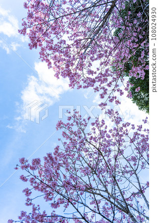 春天的美麗天空下的櫻花(複製空間材料)(立山祭廣場)(熊本市北區) 春天的美麗天空下的櫻花(複製空間材料)(立山祭廣場)(熊本市北區) 108024930