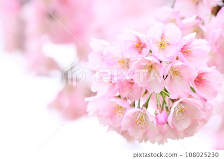 Fluffy cherry blossoms 108025230