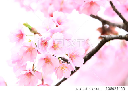 河津櫻花宣布春天的到來 河津櫻花宣布春天的到來 108025433