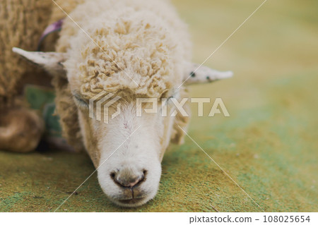 sheep and goats on the farm 108025654