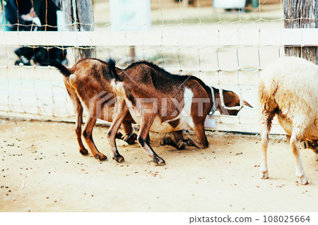 sheep and goats on the farm sheep and goats on the farm 108025664
