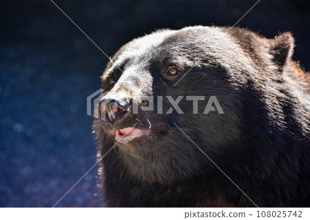 Japanese black bear staring into the distance Japanese black bear staring into the distance 108025742