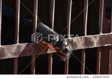 Japanese black bear's hand held out from the cage Japanese black bear's hand held out from the cage 108025926