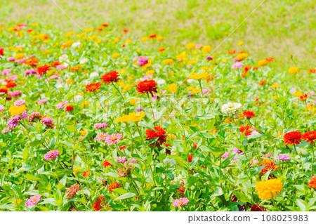 Cosmos and poppies blooming in autumn 108025983