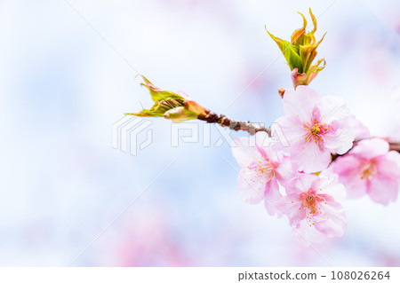 Close-up of cherry blossoms that shine in a bright spring (copy space material) (Minamiaso Sakura Park/Outdoor Aspecta) Minamiaso Close-up of cherry blossoms that shine in a bright spring (copy space material) (Minamiaso Sakura Park/Outdoor Aspecta) Minamiaso 108026264