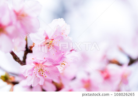 Close-up of cherry blossoms that shine in a bright spring (copy space material) (Minamiaso Sakura Park/Outdoor Aspecta) Minamiaso Close-up of cherry blossoms that shine in a bright spring (copy space material) (Minamiaso Sakura Park/Outdoor Aspecta) Minamiaso 108026265