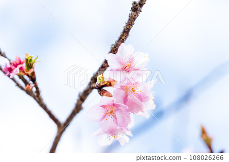 Close-up of cherry blossoms that shine in a bright spring (copy space material) (Minamiaso Sakura Park/Outdoor Aspecta) Minamiaso Close-up of cherry blossoms that shine in a bright spring (copy space material) (Minamiaso Sakura Park/Outdoor Aspecta) Minamiaso 108026266