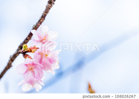 Close-up of cherry blossoms that shine in a bright spring (copy space material) (Minamiaso Sakura Park/Outdoor Aspecta) Minamiaso Close-up of cherry blossoms that shine in a bright spring (copy space material) (Minamiaso Sakura Park/Outdoor Aspecta) Minamiaso 108026267