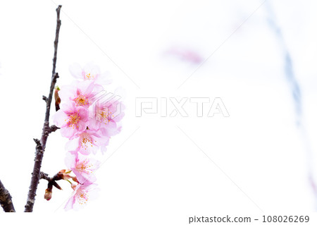 Close-up of cherry blossoms that shine in a bright spring (copy space material) (Minamiaso Sakura Park/Outdoor Aspecta) Minamiaso 108026269