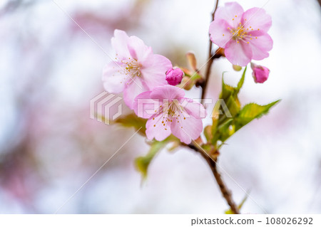 Close-up of cherry blossoms that shine in a bright spring (copy space material) (Minamiaso Sakura Park/Outdoor Aspecta) Minamiaso Close-up of cherry blossoms that shine in a bright spring (copy space material) (Minamiaso Sakura Park/Outdoor Aspecta) Minamiaso 108026292