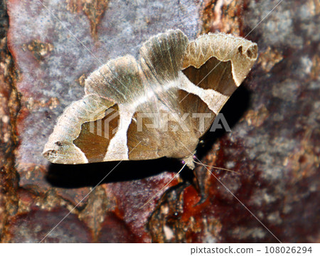 Motley beautiful moth Dysgonia algira feeds on tree sap close-up macro in nature, mimicry, noctuidae, butterfly Motley beautiful moth Dysgonia algira feeds on tree sap close-up macro in nature, mimicry, noctuidae, butterfly 108026294