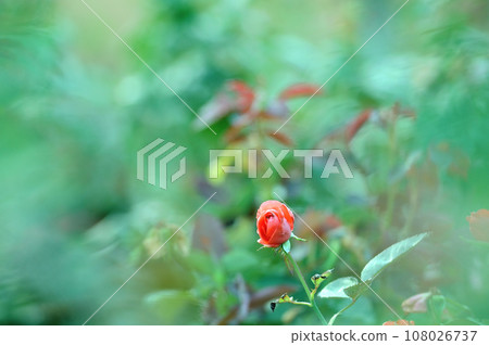 玫瑰 玫瑰 108026737
