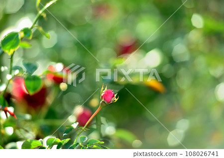 rose	 108026741