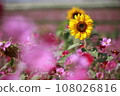 Autumn cherry blossoms & sunflowers 108026816