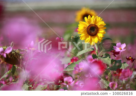 秋天的櫻花和向日葵 秋天的櫻花和向日葵 108026816