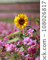 Cosmos and sunflowers 108026817