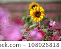Fall cherry tree and sunflower 108026818