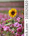 Sunflowers in the autumn sky 108026820