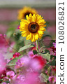 Sunflowers in the cosmos field 108026821