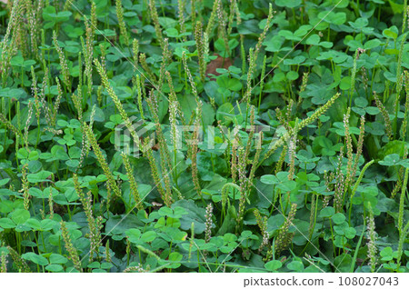 Plantain and clover meadow Plantain and clover meadow 108027043
