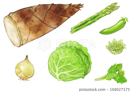 A set of spring vegetables (bamboo shoots, new onions, spring cabbage, butterbur sprouts, rape blossoms, asparagus, etc.) painted in watercolor 108027175