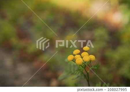 Flowers blooming on the roads in Germany Flowers blooming on the roads in Germany 108027995