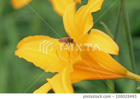 金針花裡收集花粉的蜜蜂 108028493