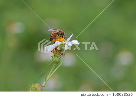 Bee collecting pollen 108028526
