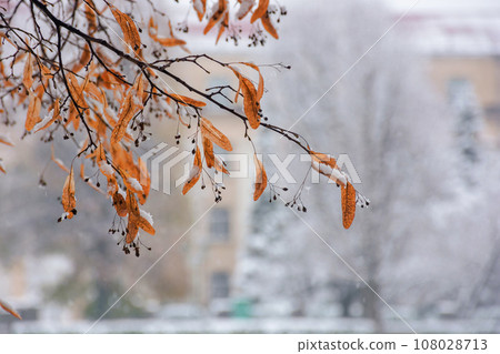 dry foliage on the branch of linden tree in show. winter urban scenery background 108028713