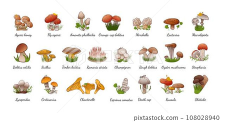 Vector set forest mushrooms with names. Collection different types mushrooms edible and inedible. 108028940