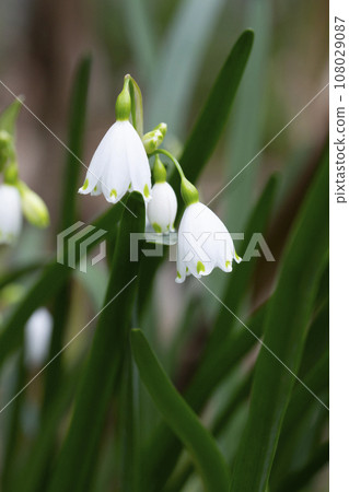 Leucojum vernum - early spring snowflake flowers in the forest. Blurred background, spring concept. T 108029087