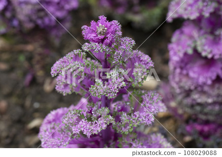 Green-purple background of Brassica oleracea leaves, close-up, selective focus. Ornamental cabbage (Brassica oleracea, syn Brassica oleracea var. acephala), Green-purple background of Brassica oleracea leaves, close-up, selective focus. Ornamental cabbage (Brassica oleracea, syn Brassica oleracea var. acephala), 108029088