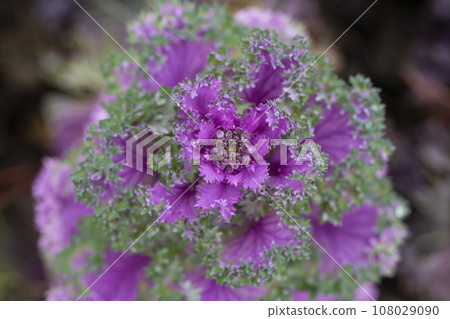 Green-purple background of Brassica oleracea leaves, close-up, selective focus. Ornamental cabbage (Brassica oleracea, syn Brassica oleracea var. acephala), Green-purple background of Brassica oleracea leaves, close-up, selective focus. Ornamental cabbage (Brassica oleracea, syn Brassica oleracea var. acephala), 108029090