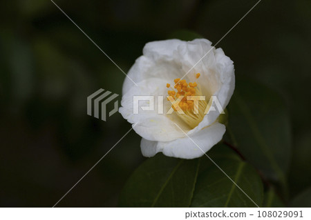 white Vietnamese Camellia flower,close-up of white Camellia flower blooming in the garden, white Vietnamese Camellia flower,close-up of white Camellia flower blooming in the garden, 108029091