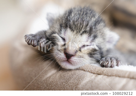 One week old small newborn kitten on a white background. Cute little gray kitten sleeping curled up on a blanket, close-up.Close up of the faces of cute kitten lying on a cat pillow. 108029212