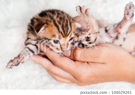 Two week old small newborn bengal kitten on a white background.A kitten in the hands of a girl. On the palms is a small cute kitten.Close-up.Cute bengal. Two week old small newborn bengal kitten on a white background.A kitten in the hands of a girl. On the palms is a small cute kitten.Close-up.Cute bengal. 108029261