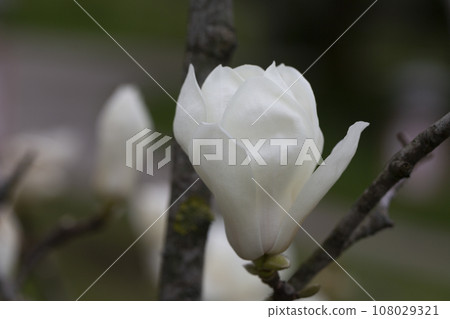 Magnolia denudata blooms fragrant white flowers on the branches in early spring. Beautiful white magnolia flowers in the garden 108029321