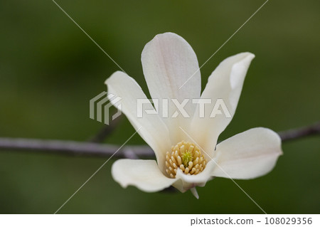 blossoming Magnolia kobus flower close-up in spring. 108029356