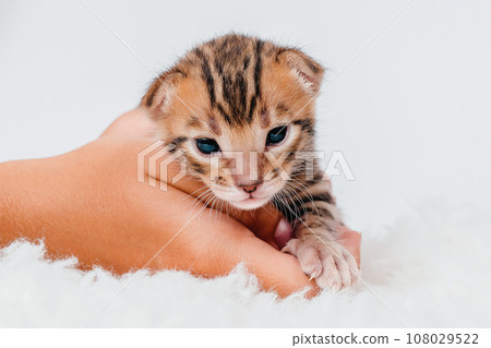 Cute bengal .Close-up. A kitten in the hands of a girl. Two week old small newborn bengal kitten on a white background. On the palms is a small cute kitten. Cute bengal .Close-up. A kitten in the hands of a girl. Two week old small newborn bengal kitten on a white background. On the palms is a small cute kitten. 108029522