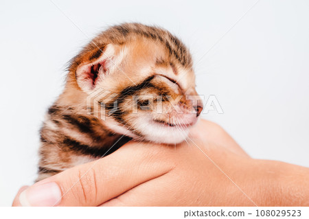 A kitten in the hands of a girl. On the palms is a small cute kitten.Two week old small newborn bengal kitten on a white background.Close-up.Cute bengal. A kitten in the hands of a girl. On the palms is a small cute kitten.Two week old small newborn bengal kitten on a white background.Close-up.Cute bengal. 108029523