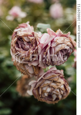 Diseases of roses. Pink roses are fading. Spoiled inflorescences of roses 108029711