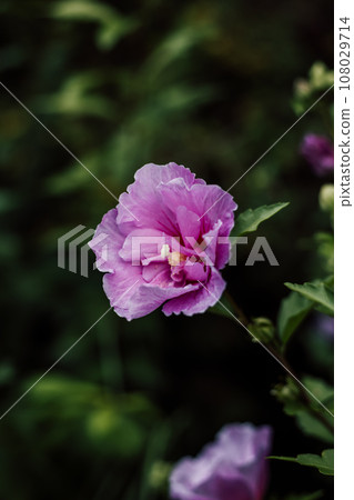 Purple hibiscus. Blooming flower on a shrub in the garden 108029714