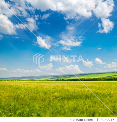 Green wheat field and blue sky. 108029957