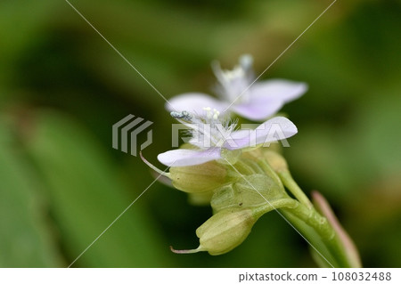 白色伊庫薩花 白色伊庫薩花 108032488